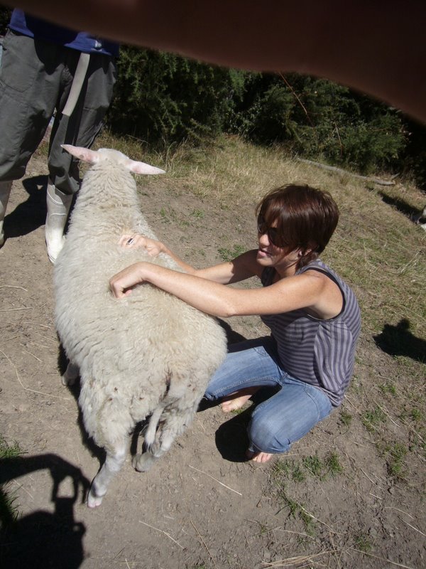 Sheep Farm, Motueka